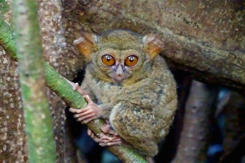 tarsier-parc-tangkoko tarsier-parc-tangkoko