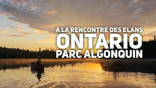 Voir des élans en canoe dans le Parc Algonquin, Ontario voir-elans-canoe-parc-algonquin-ontario