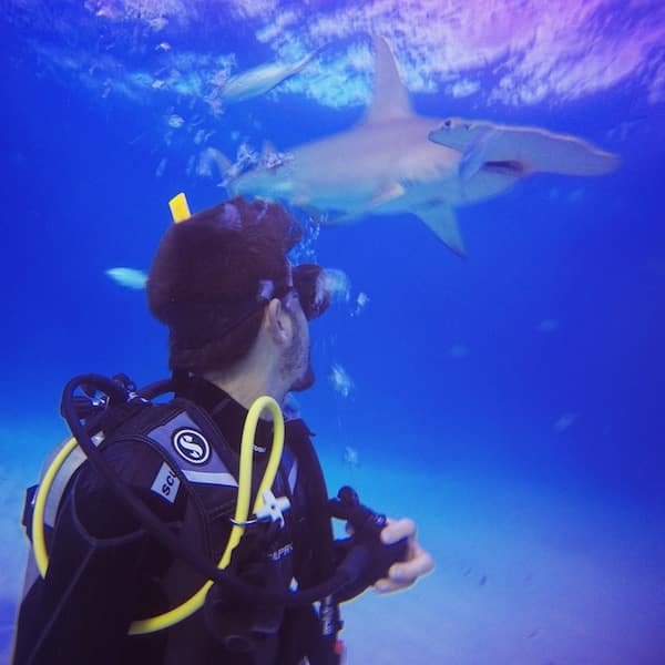 Plongee requin marteau Bimini Osland