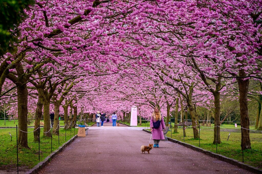 cimetiere_copenhague_arbre_japonais cimetiere copenhague arbre japonais