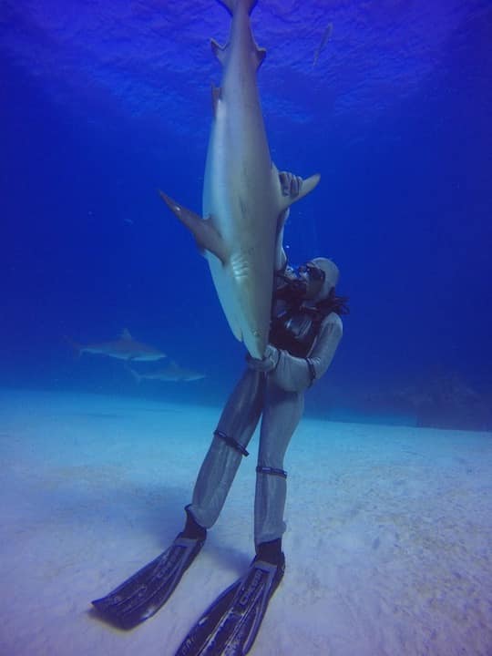 requin bahamas requin bahamas