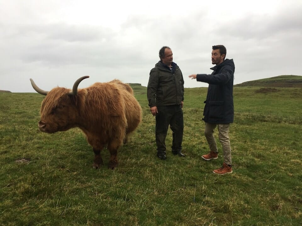 vache des highlands ecosse vache des highlands ecosse