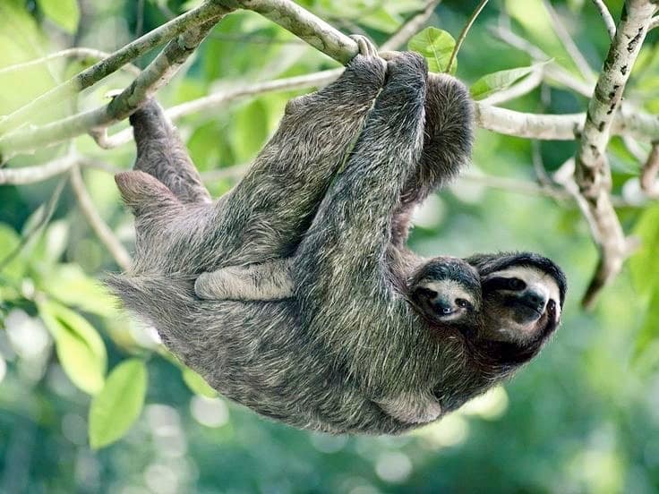 voir_les_paresseux_guyane voir_les_paresseux_guyane