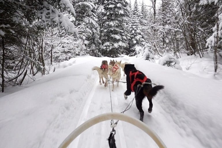 Que faire au Québec en Hiver ? quebec en hiver chiens de traineau parc jacques cartier