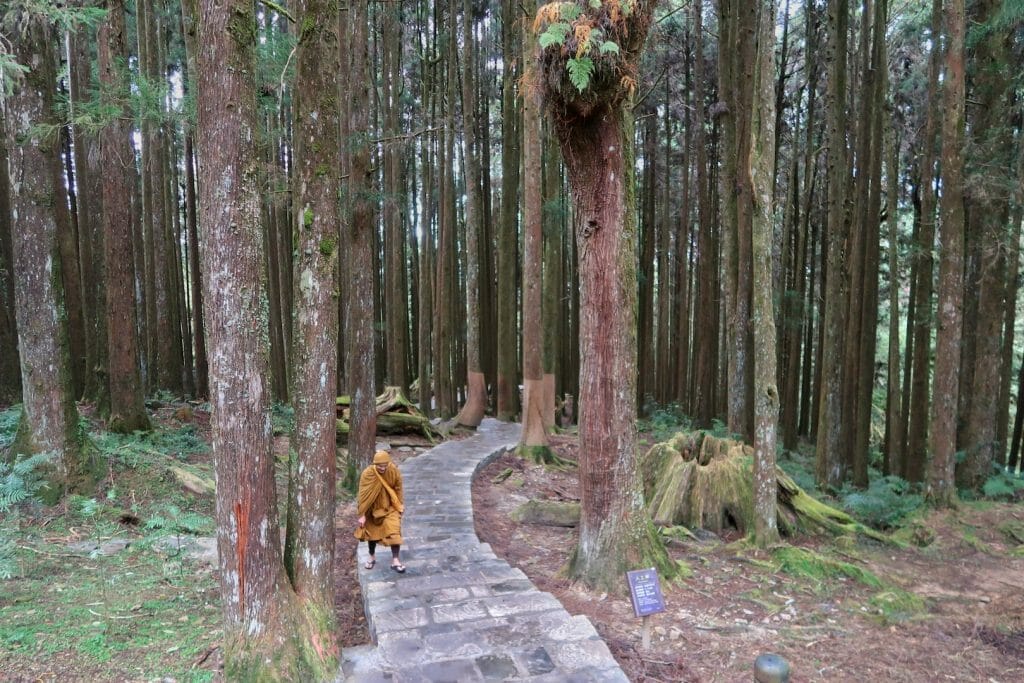 foret alishan taiwan