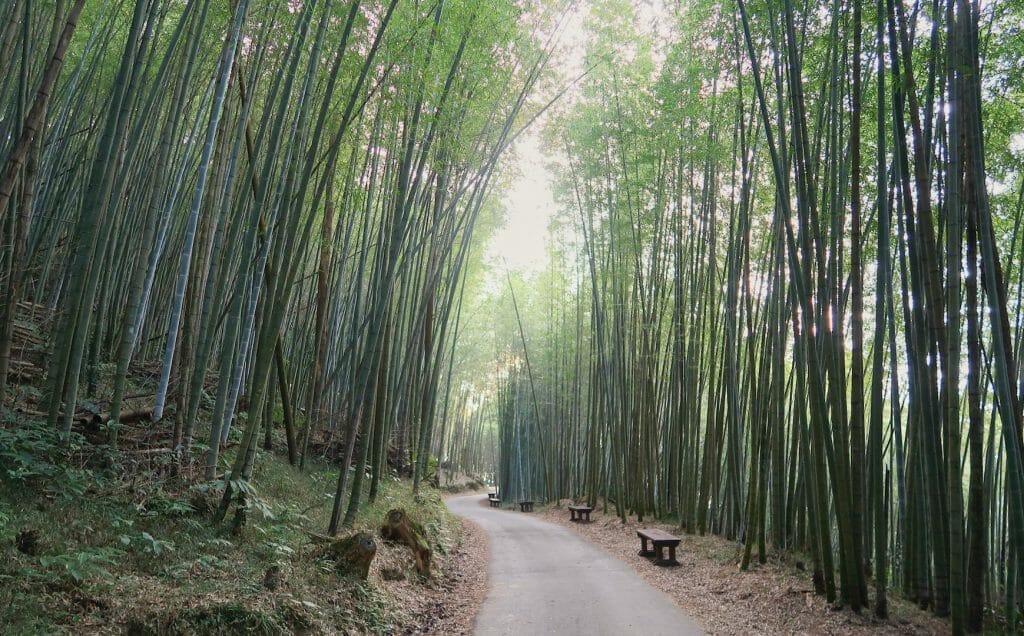 tunnel de bamboo ruifeng taiwan