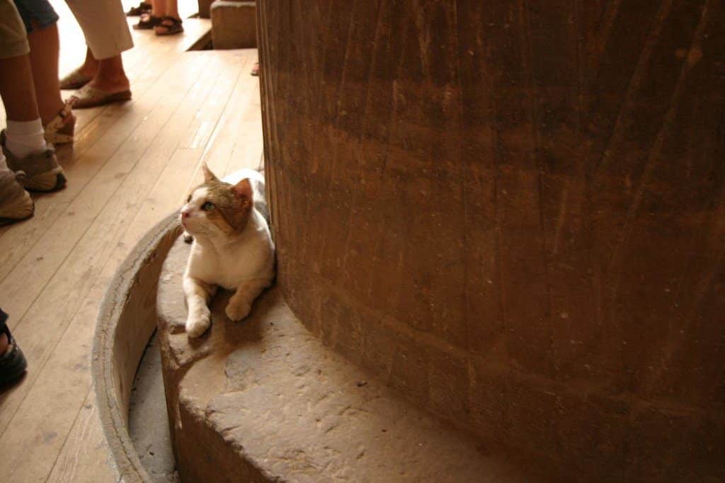 Lâcher prise comme ce chat