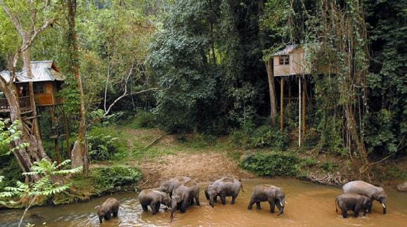 Yunnan elephant reserve naturelle de Xishuangbanna chine