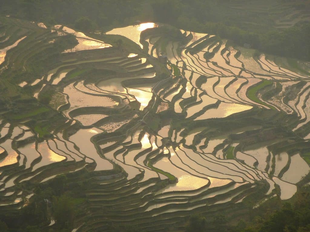 Les superbes rizières qui subliment les paysages