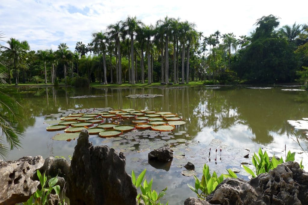La région tropicale avec ses forets de bambou et nénuphars