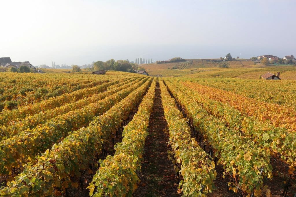 voyage en suisse vignes de lutry