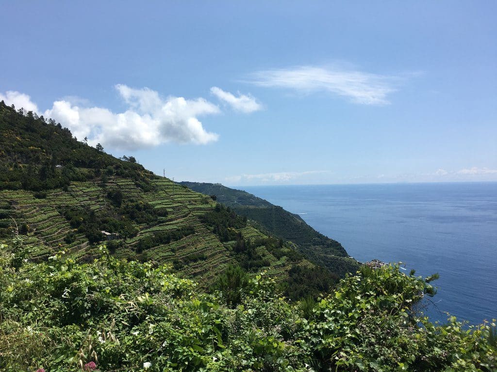 chemins Cinque terre vigne