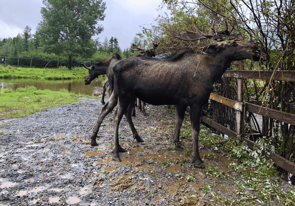 que voir au quebec refuge pageau