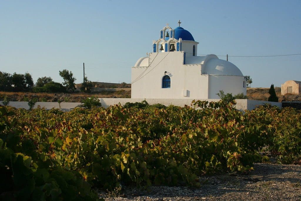 santorin_vignes_domaine santorin vignes domaine