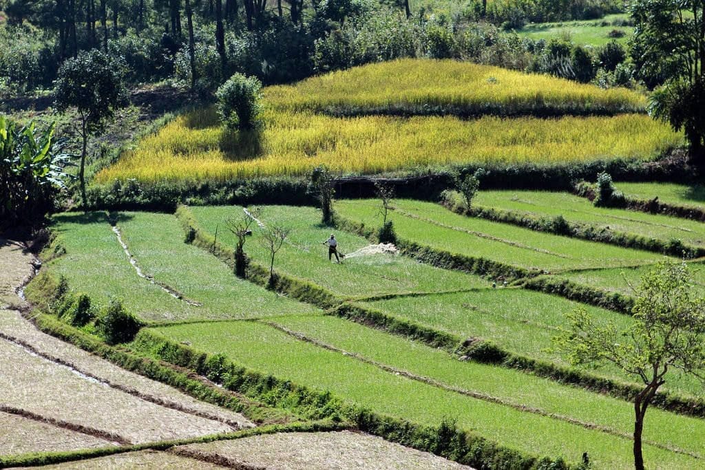 myanmar_trek_kalaw_plantations visiter myanmar trek kalaw plantations