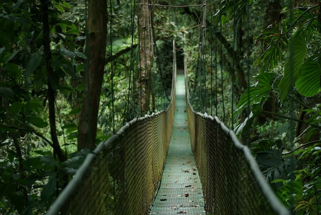 Pont_suspendu_Rainforest_Lodge pont suspendu rainforest lodge que faire costa rica