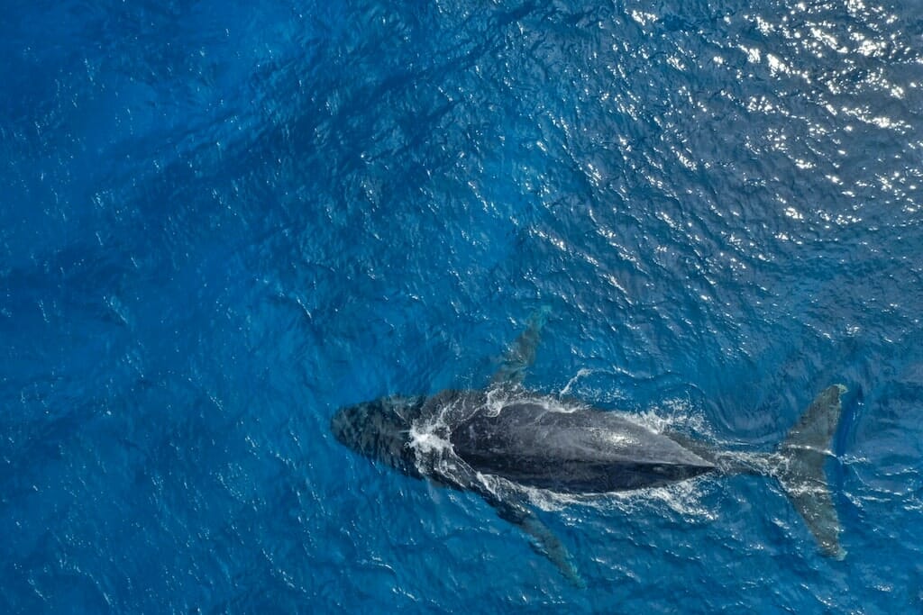 baleine vaitumu polynesie francaise