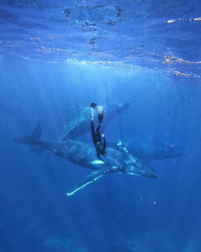 nager baleine rurutu