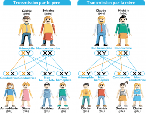 transmission hemophilie voyager