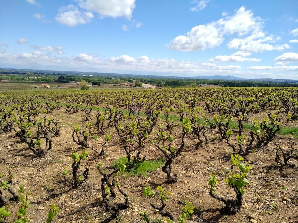 Beaujolais_Vignoble beaujolais vignoble