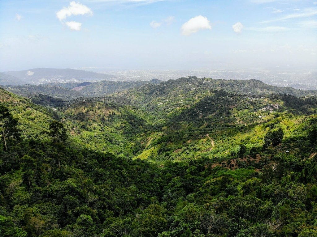 blue mountain jamaique
