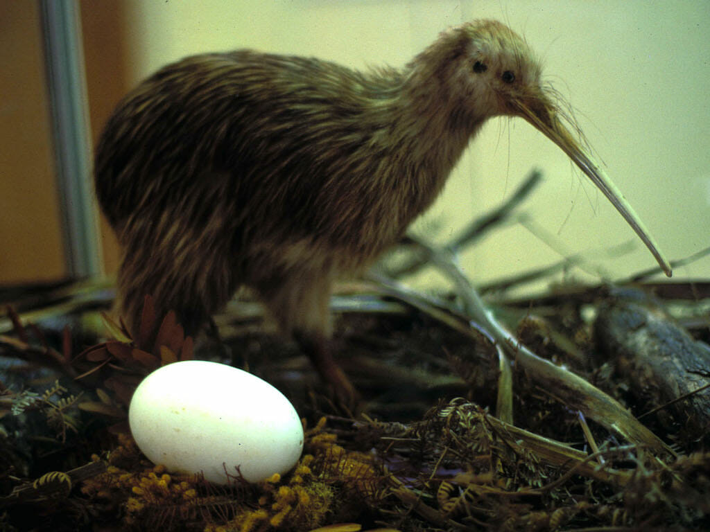 Kiwi kiwi nouvelle zelande