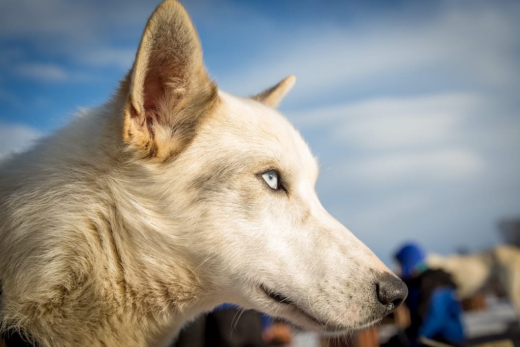 balade avec huskys