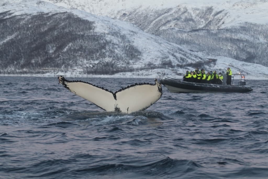 excursion baleine visiter tromso