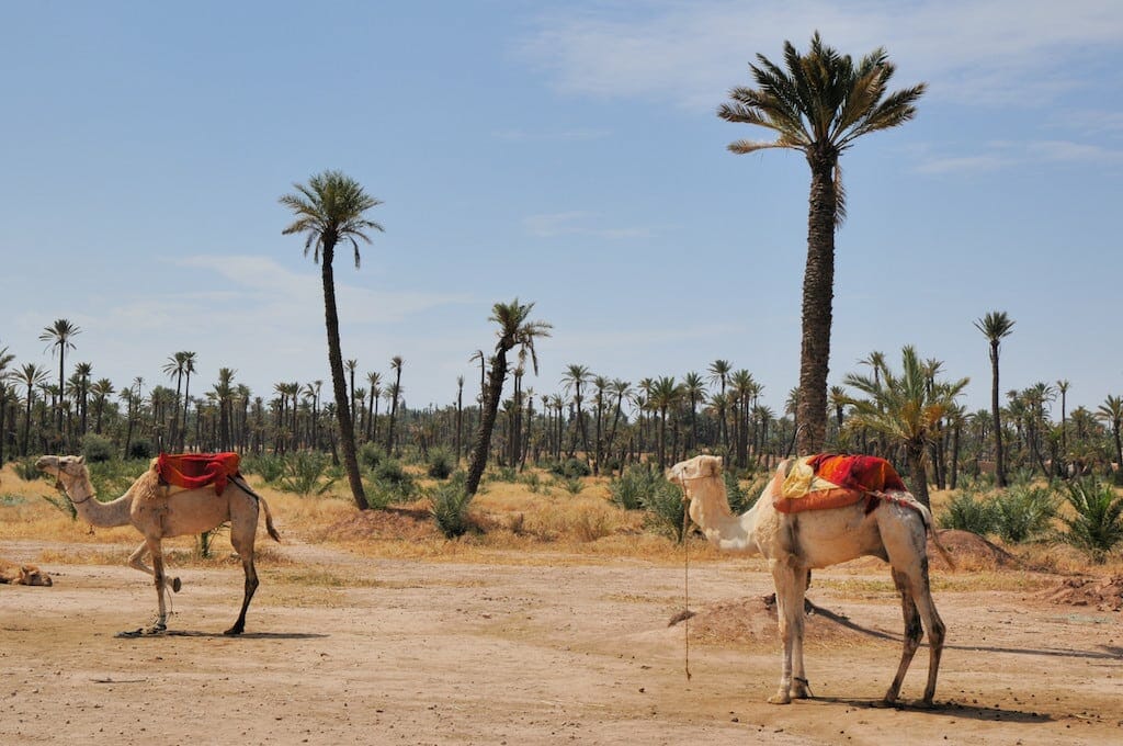 La_Palmeraie_de_Marrakech palmaraie marrakech