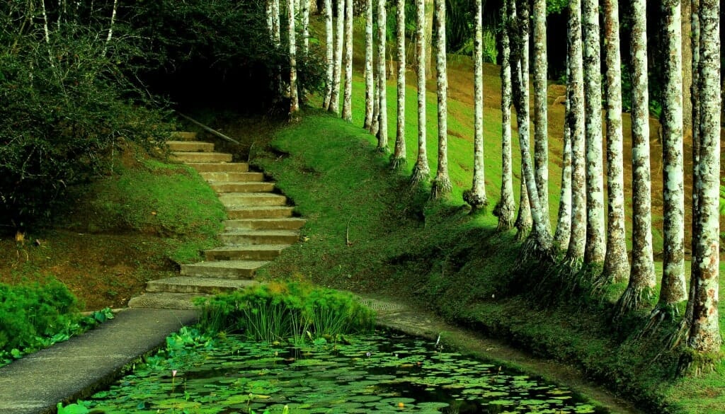 jardin balata randonnee martinique