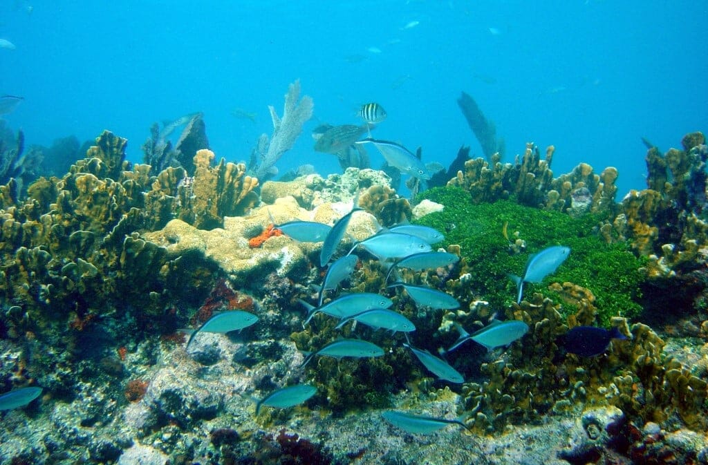 snorkeling punta cana republique dominicaine