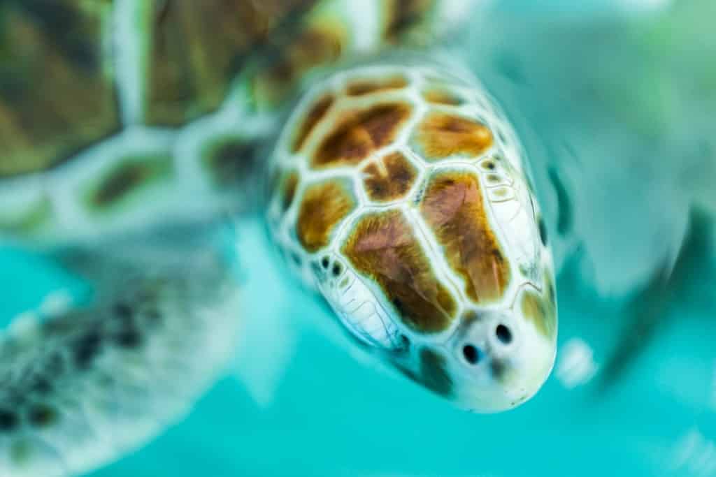 tortues marines isla mujeres