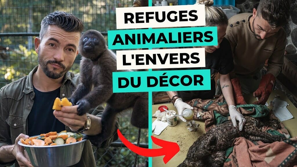 refuge_animalier_paseos_de_los_monos refuge animalier paseos de los monos