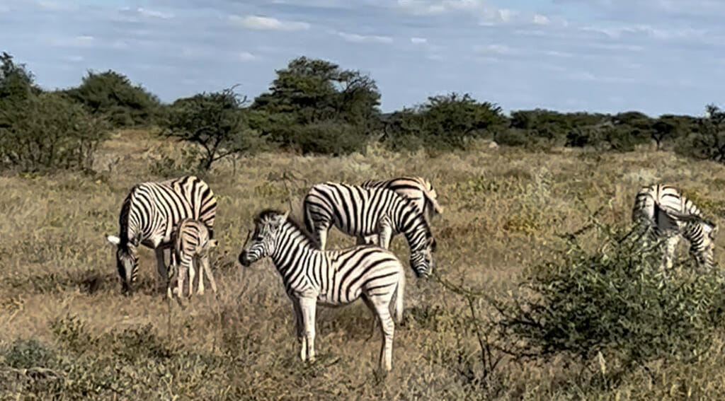 jour 5 etosha olifantrus