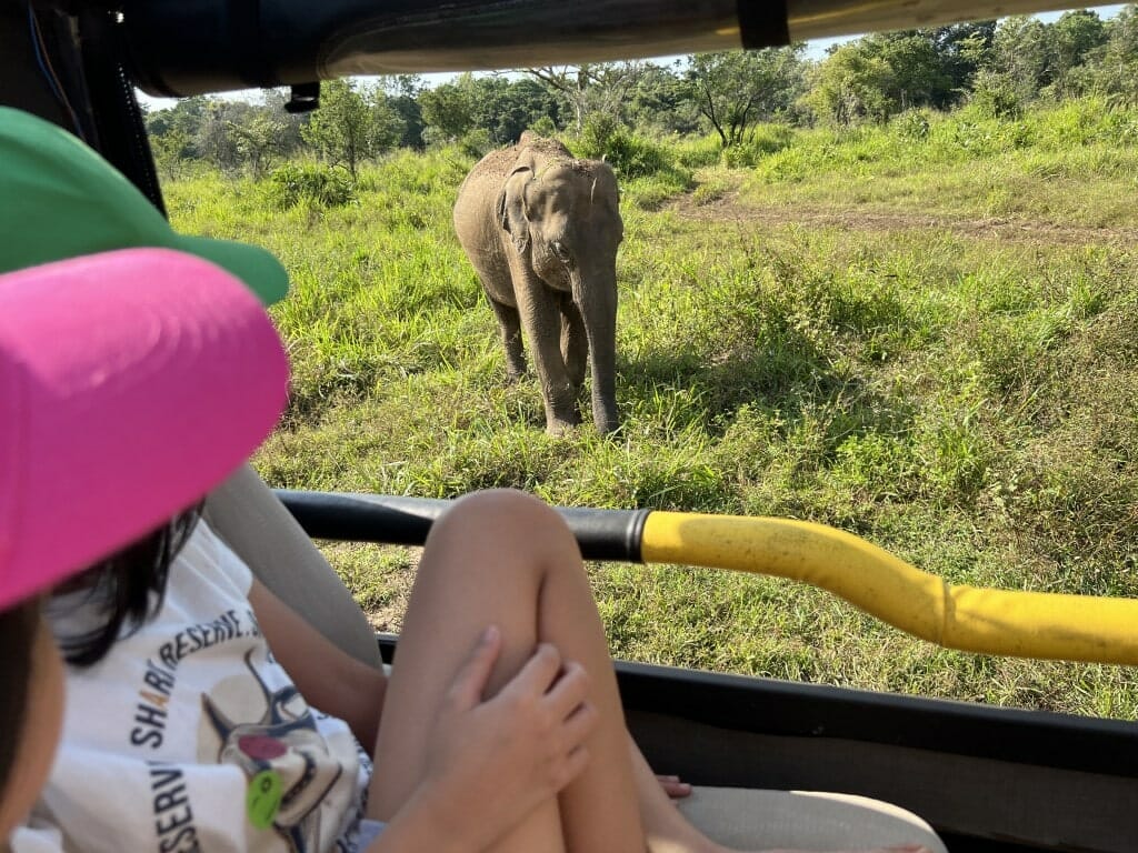 parc national kaudulla