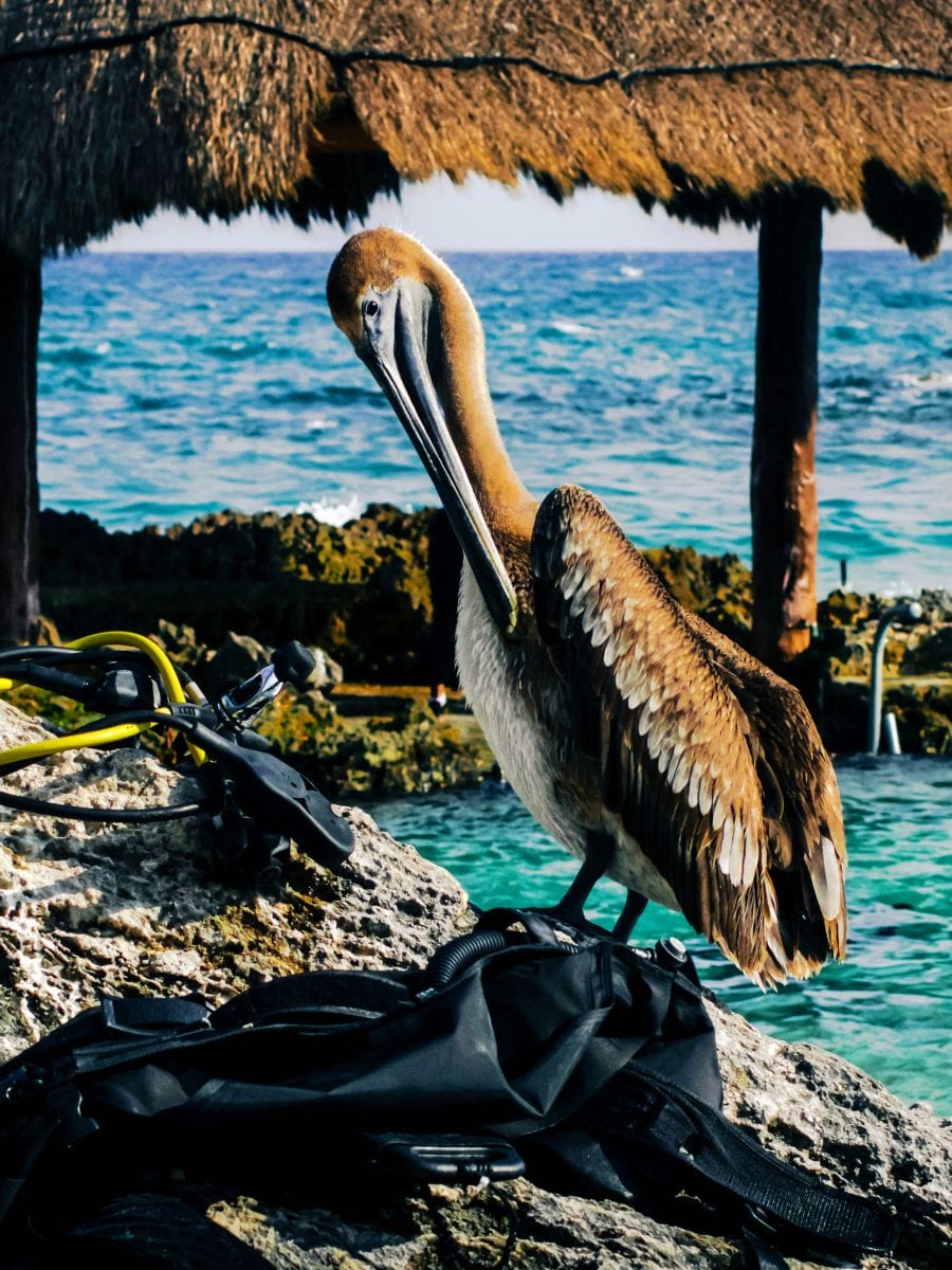 Explorer les incroyables parcs d’aventure de la Riviera Maya