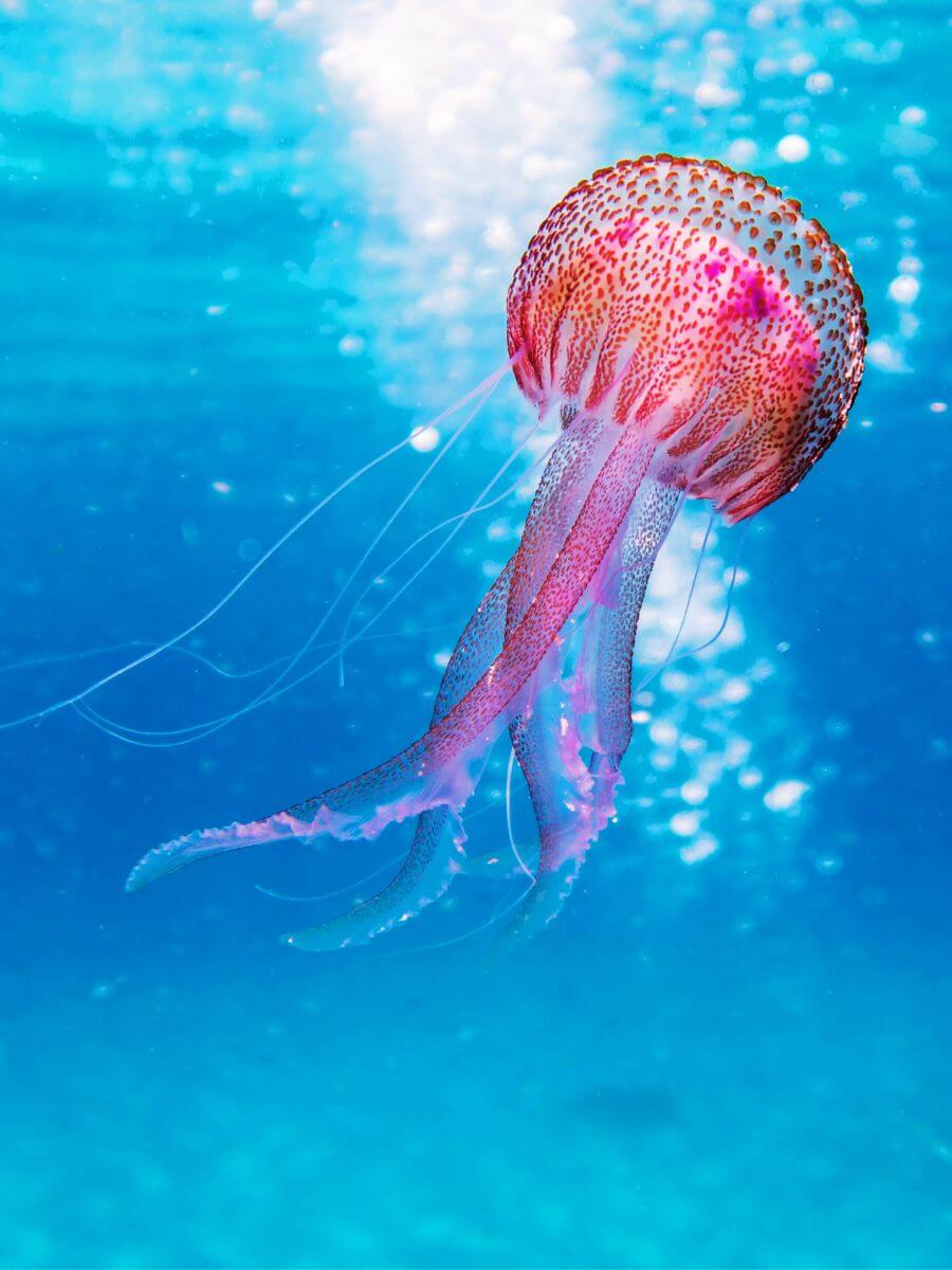 SEA LIFE Aquarium