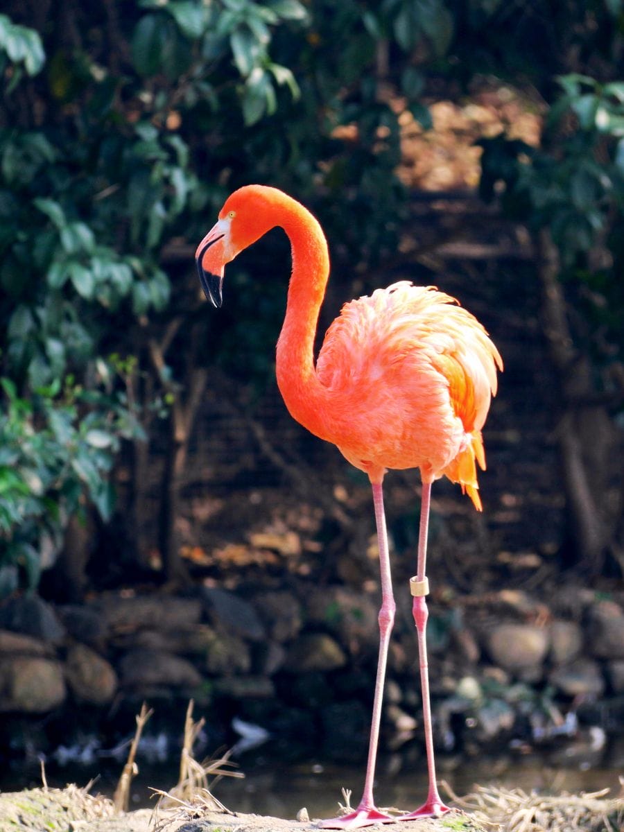 Préparer son voyage tropical