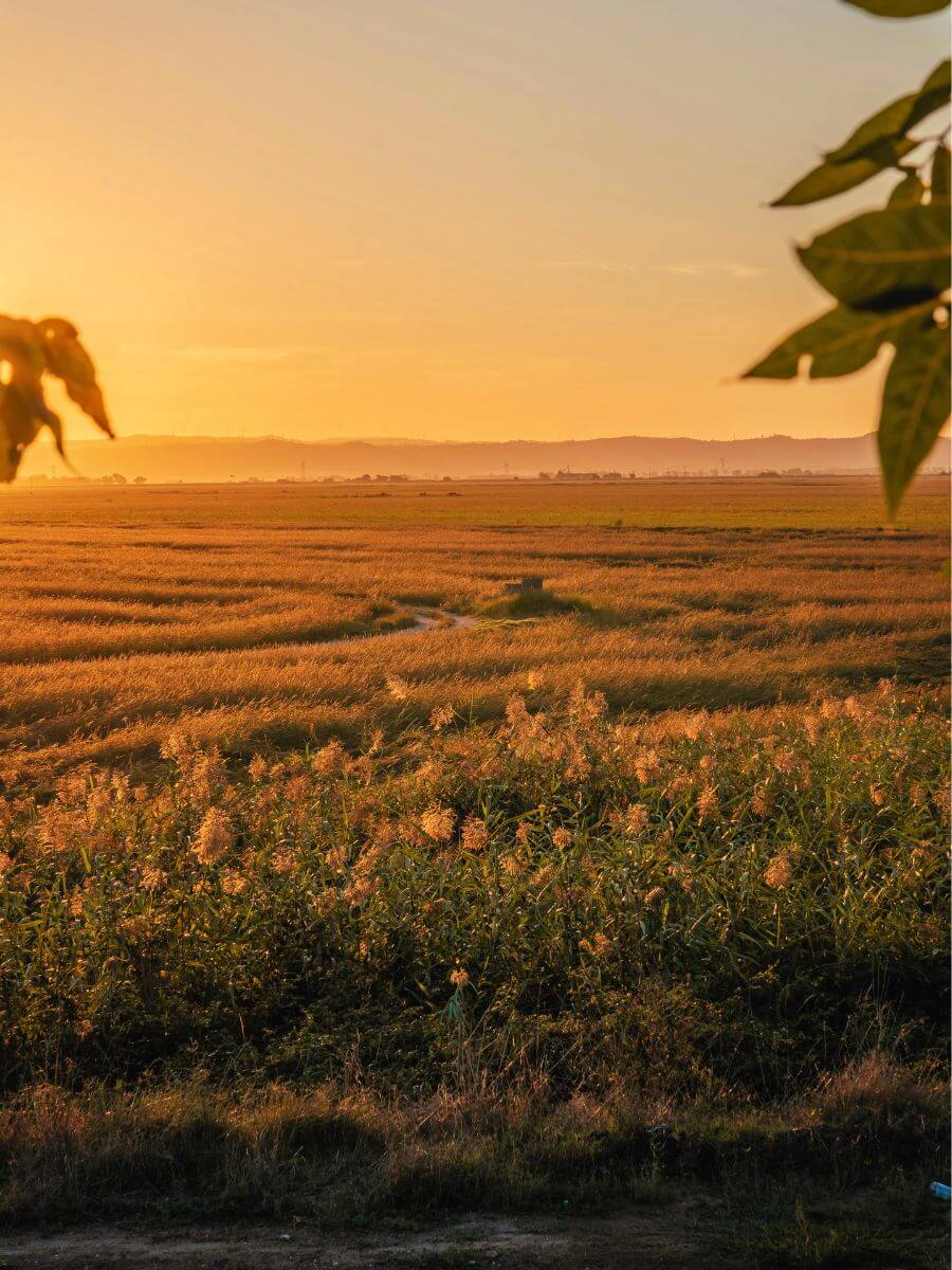 Arrozais, bien plus que des rizières