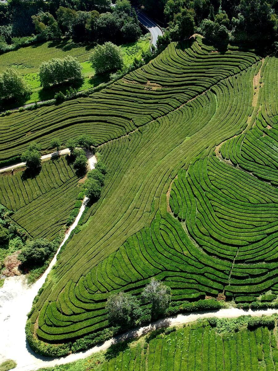 Où et quand voir Arrozais du Portugal