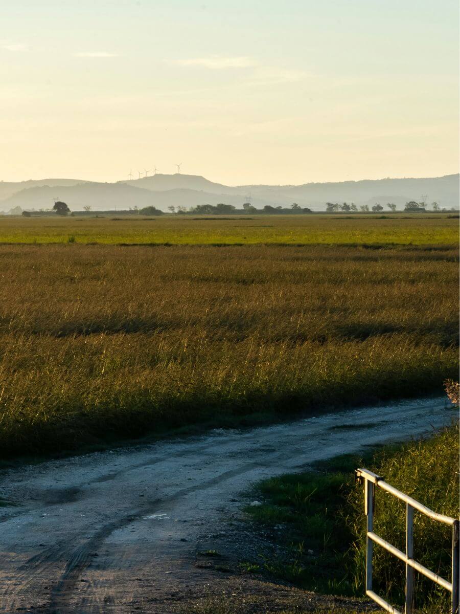 Vivre l'expérience arrozais au Portugal