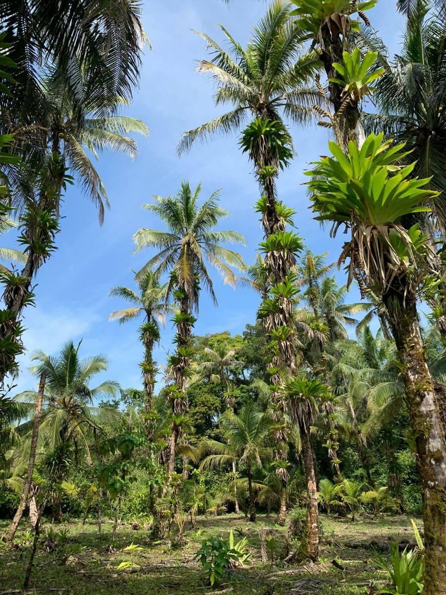 réflexes pour rester en sécurité à Bocas del Toro