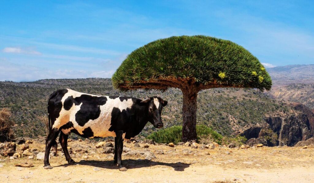 Comment voyager à Socotra