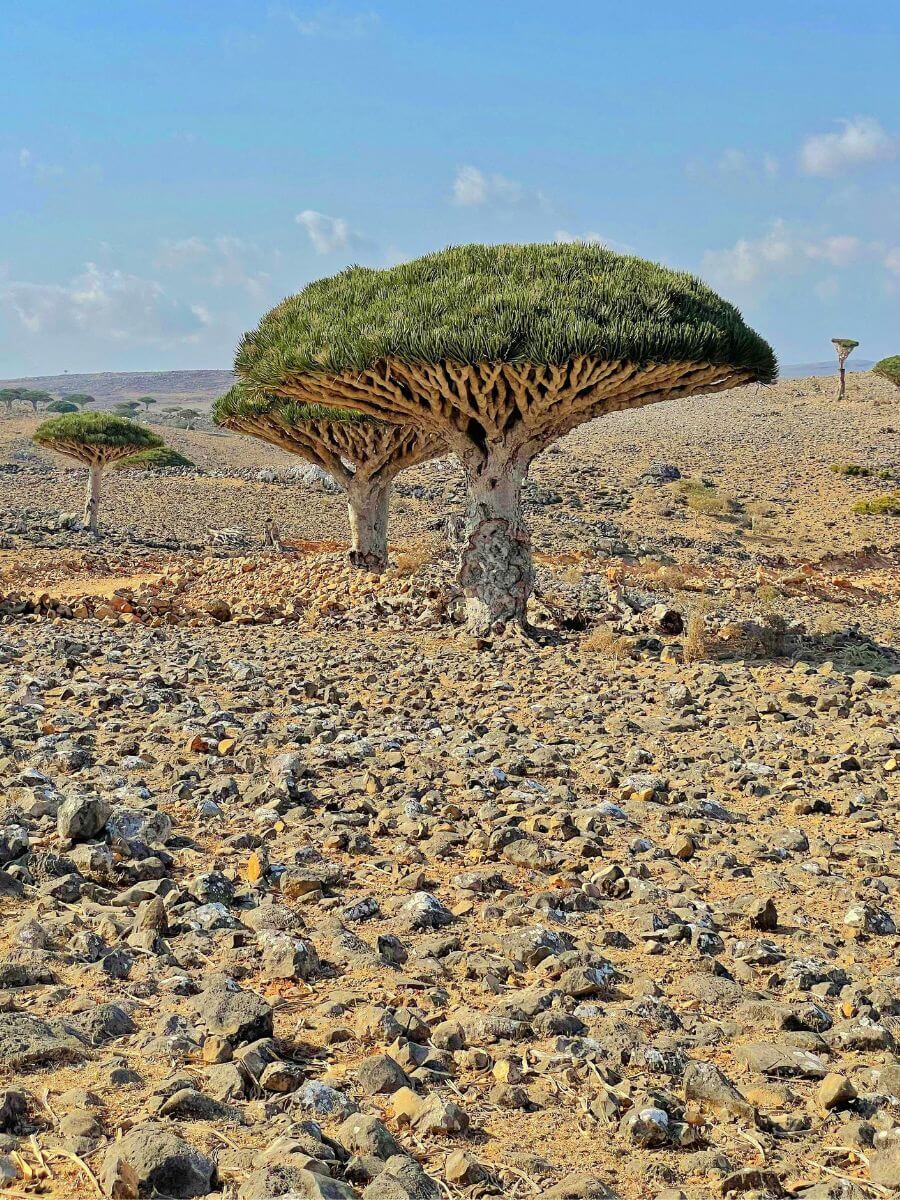 Le vrai danger à Socotra