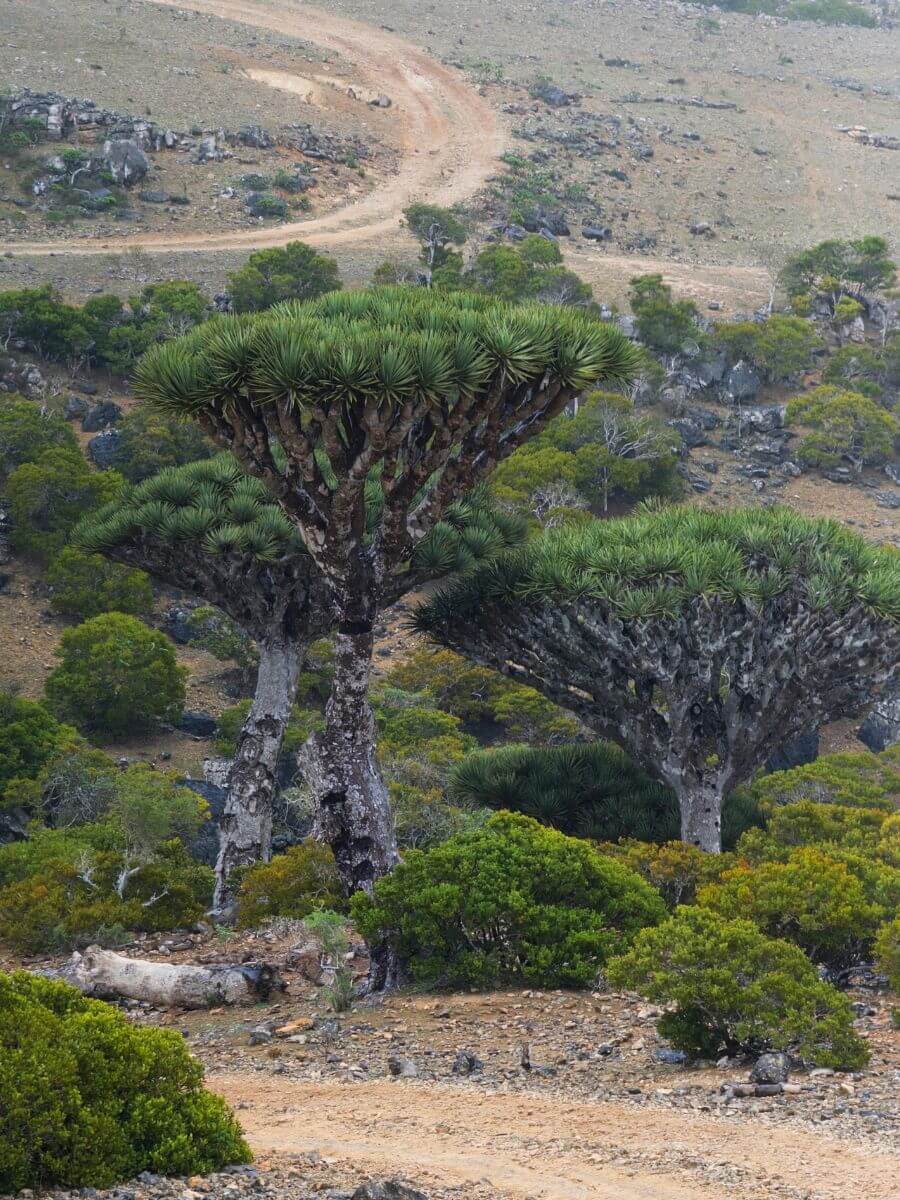 Pourquoi Socotra est-elle classée dangereuse